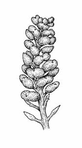 Attēlu rezultāti vaicājumam “Didymium aggregatum”