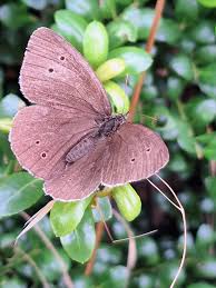 Attēlu rezultāti vaicājumam “Aphantopus hyperantus underside”