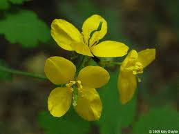 Attēlu rezultāti vaicājumam “Chelidonium majus bud”