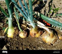 Attēlu rezultāti vaicājumam “Allium cepa bud”