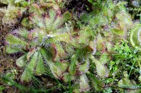 Attēlu rezultāti vaicājumam “Droseraceae”