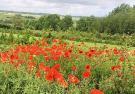 Image result for Papaver rhoeas