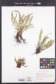 Attēlu rezultāti vaicājumam “Asplenium viride”