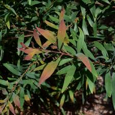 Attēlu rezultāti vaicājumam “Achillea salicifolia leaf”