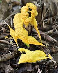 Attēlu rezultāti vaicājumam “Fuligo septica cf. rufa plasmodium”