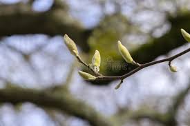 Attēlu rezultāti vaicājumam “Magnolia acuminata bud”
