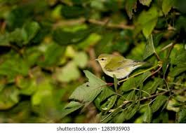 Image result for Vermivora peregrina