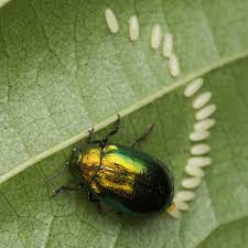 Attēlu rezultāti vaicājumam “Linaeidea aenea”