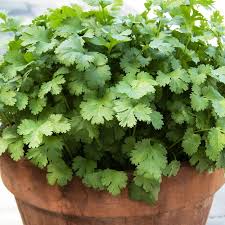 Image result for Koriander