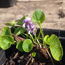 Attēlu rezultāti vaicājumam “Viola palustris flower”