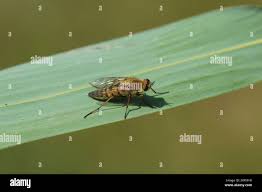 Attēlu rezultāti vaicājumam “Therevidae”