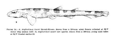 Image result for Scyliorhinus meadi