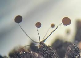 Attēlu rezultāti vaicājumam “Comatricha fragilis macro”