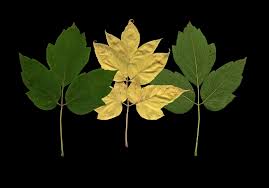 Attēlu rezultāti vaicājumam “Acer negundo bud”