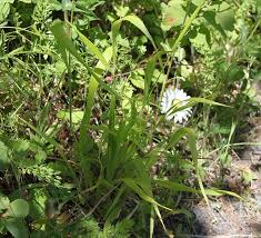 Attēlu rezultāti vaicājumam “Brachypodium sylvaticum fruit”