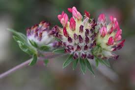 Image result for Anthyllis vulneraria rubra