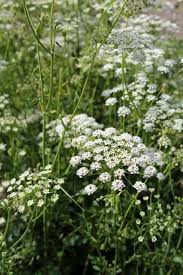 Image result for Pimpinella saxifraga
