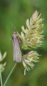 Attēlu rezultāti vaicājumam “Hypochalcia ahenella”