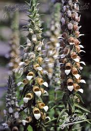 Image result for Digitalis lanata
