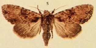 Attēlu rezultāti vaicājumam “Apamea epomidion”