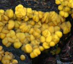 Attēlu rezultāti vaicājumam “Leocarpus fragilis var. bisporus”