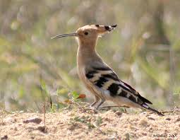 Attēlu rezultāti vaicājumam “Upupa epops”