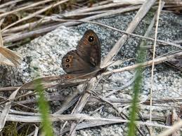 Attēlu rezultāti vaicājumam “Lasiommata petropolitana upperside”
