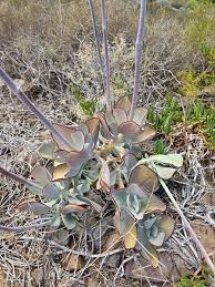 Attēlu rezultāti vaicājumam “Crassulaceae”