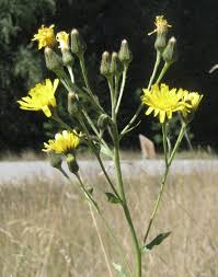Attēlu rezultāti vaicājumam “Hieracium vulgatum bud”