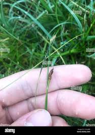 Attēlu rezultāti vaicājumam “Eleocharis quinqueflora flower”