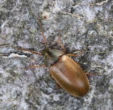 Attēlu rezultāti vaicājumam “Isomira murina”