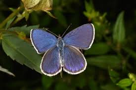 Attēlu rezultāti vaicājumam “Vacciniina optilete female”