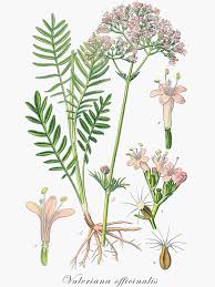 Attēlu rezultāti vaicājumam “Valeriana officinalis flower”