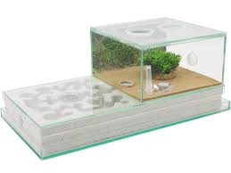 Image result for ytong ants