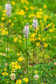 Attēlu rezultāti vaicājumam “Plantago media flower”