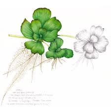 Attēlu rezultāti vaicājumam “Pistia stratiotes”