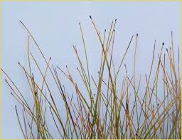 Attēlu rezultāti vaicājumam “Trichophorum alpinum fruit”