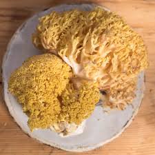 Attēlu rezultāti vaicājumam “Ramaria flava”