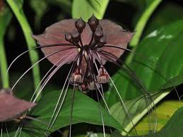 Image result for Tacca chantrieri