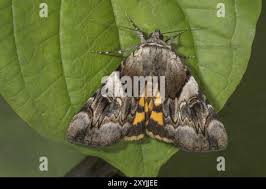 Attēlu rezultāti vaicājumam “Catocala fulminea”