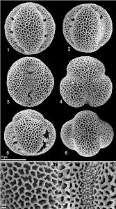 Attēlu rezultāti vaicājumam “Erysimum hieracifolium leaf”