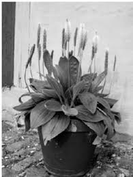 Attēlu rezultāti vaicājumam “Plantago media”