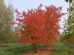 Attēlu rezultāti vaicājumam “Acer tataricum subsp. ginnala bud”