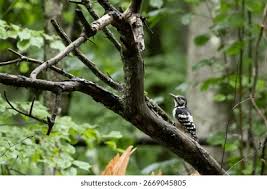 Attēlu rezultāti vaicājumam “Dendrocopos leucotos female”