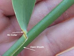 Attēlu rezultāti vaicājumam “Phragmites communis leaf”