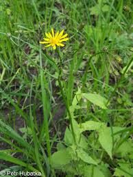 Attēlu rezultāti vaicājumam “Crepis paludosa flower”