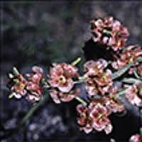 Attēlu rezultāti vaicājumam “Chenopodium acerifolium flower”