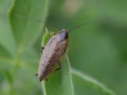 Attēlu rezultāti vaicājumam “Ectobius sylvestris female”