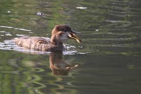 Attēlu rezultāti vaicājumam “Mergus merganser juvenile”