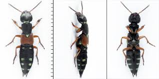 Attēlu rezultāti vaicājumam “Staphylinus erythropterus”